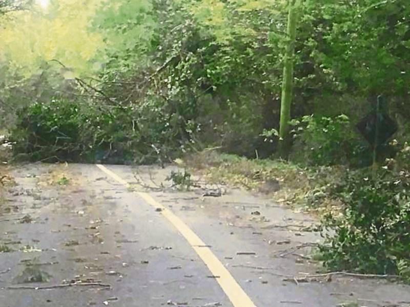Tipperary landowners told they are 'responsible for trees along roadside'