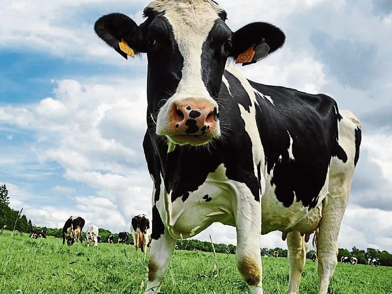 Tipperary farming: fixed price 'not for everyone'