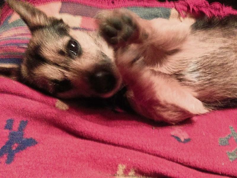 Appeal - can you reunite this lost little dog with its owner?