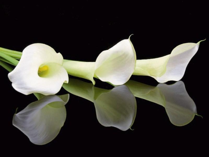 Deaths in Kilkenny for Wednesday, August 29