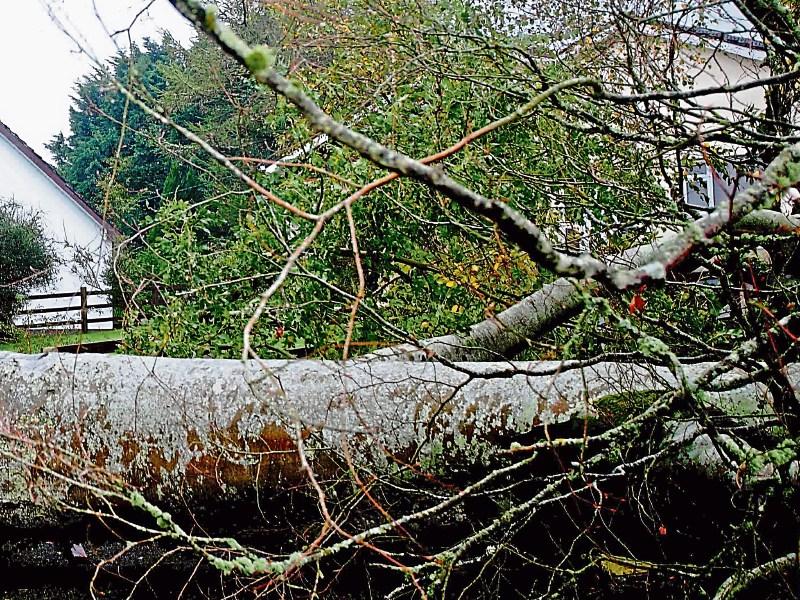 Tipperary farming: landowners urged to practice safety first after storms