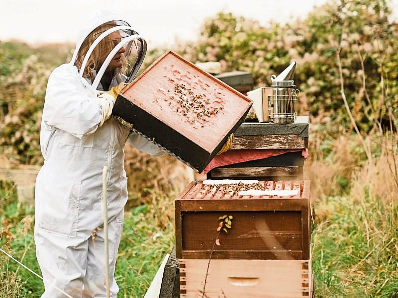 Tipperary hive share is the buzz word at Gifted Fair at RDS