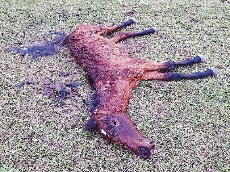 Knocklofty dead horse