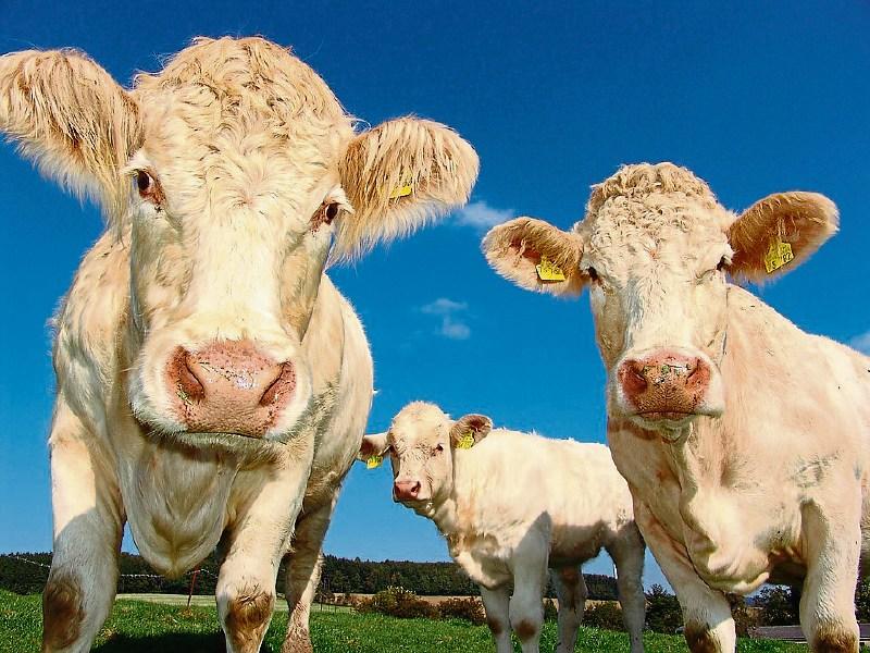CalfCare Event in Tipperary