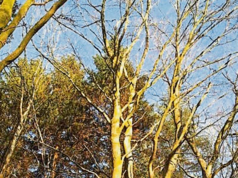 TRAFFIC: Tree trimming in Ballina may cause road delays next week