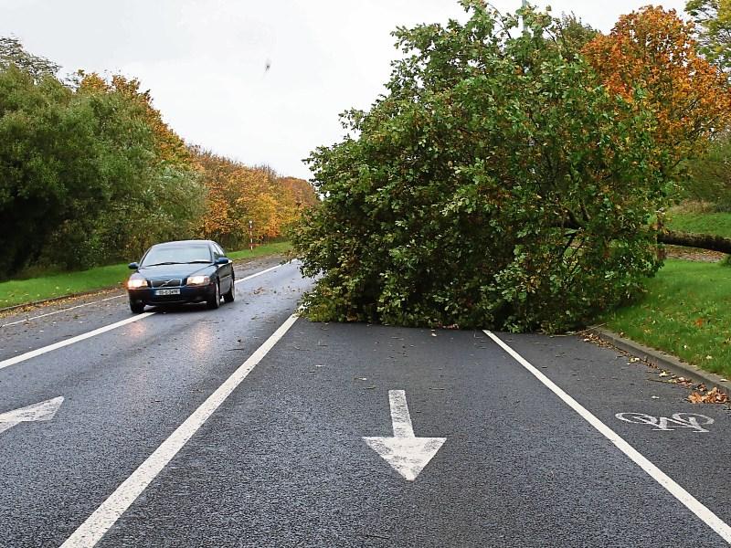 Call for action on Tipperary's roadside trees before lives are lost in another storm