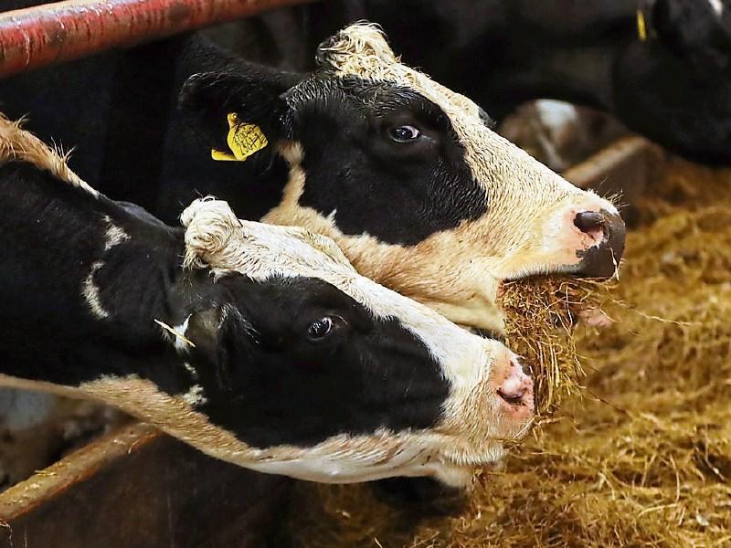 Tipperary farming: Minister Creed 'can't ignore developing fodder crisis'