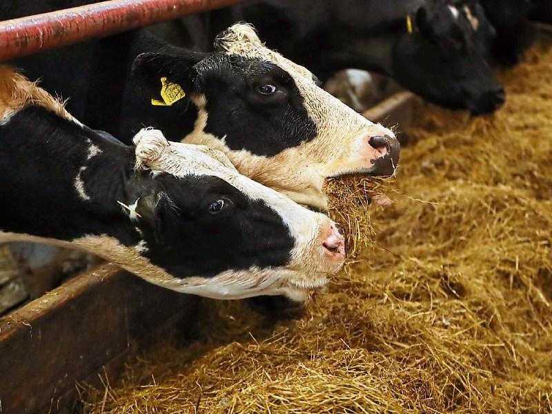 Tipperary TD Mattie McGrath seeks clarification on fodder deficit calculations