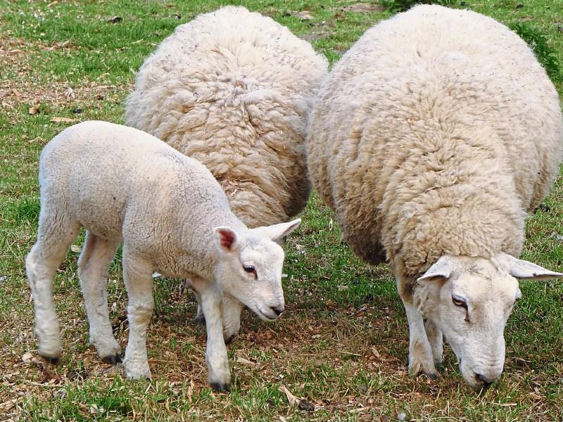 Tipperary farming: factories are forced into doing a u-turn on lamb prices
