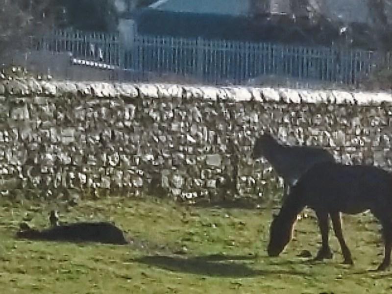 Another dead horse found in Clonmel field