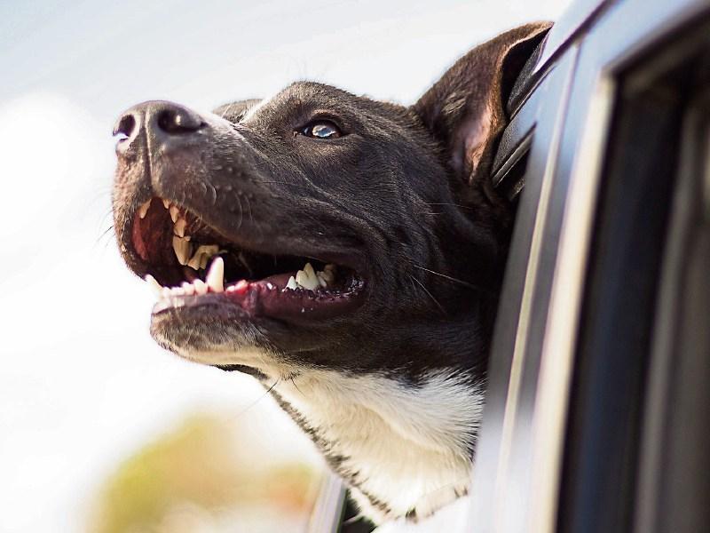Tipperary people are urged by Cllr Seamus Morris to rehome dogs
