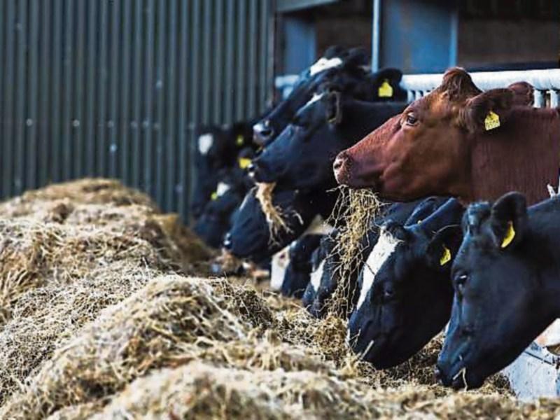 Tipperary farming: guarded welcome for fodder transport subsidy scheme