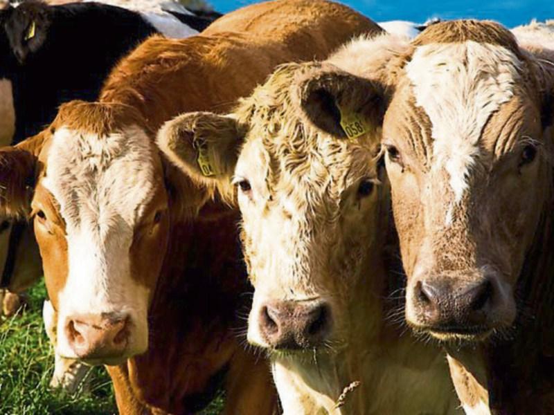 Tipperary farming: Minister's visit to Turkey welcomed as IFA expects good news on live exports
