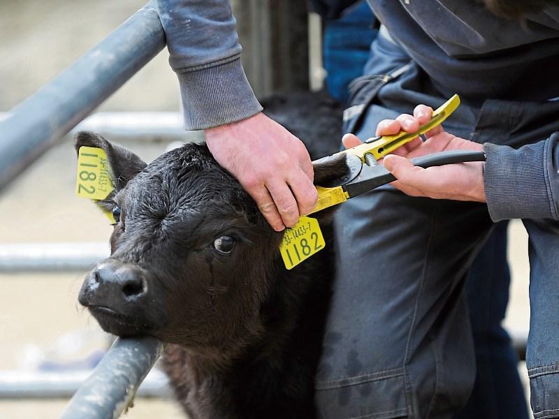 Tipperary farmers urged to be prepared for busy calving season
