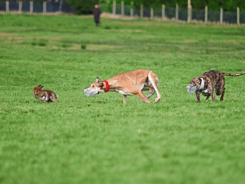 Clonmel coursing draw does no favours for Derby sponsors Boylesports