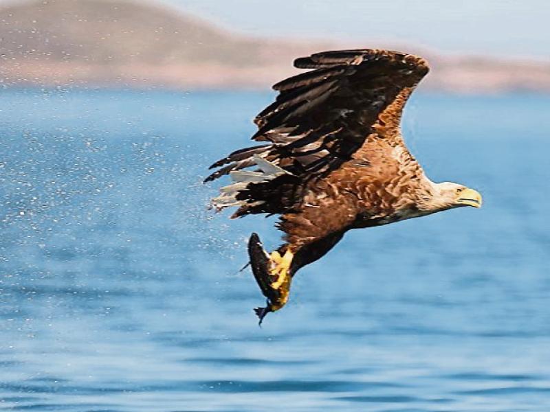 Wildlife services celebrate birth of three white-tailed eagle chicks on Lough Derg island