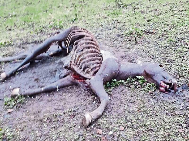 Dead horse found in Cahir hours after call made for horse warden in Tipperary