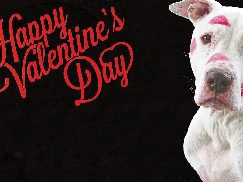 Love your pets MAxi Zoo