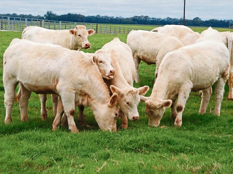 Tipperary farming: HSA inspections focus on safety around livestock