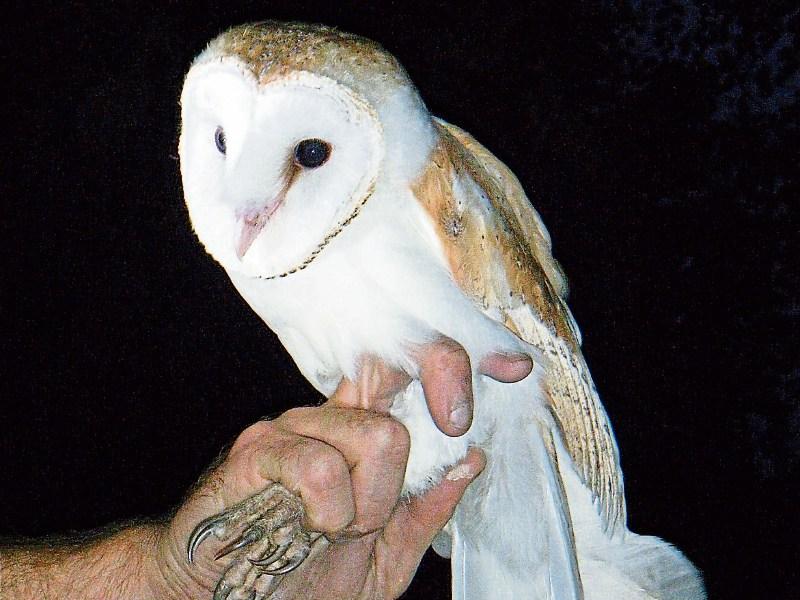 Free Barn Owl Lecture in Cashel's Halla na Féile