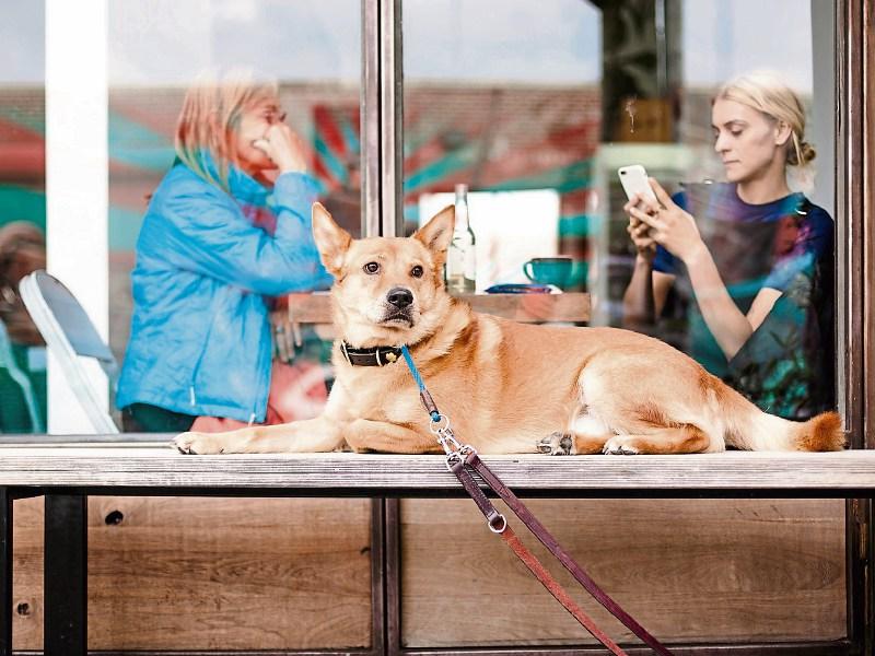 Tips for 'dining with pets'