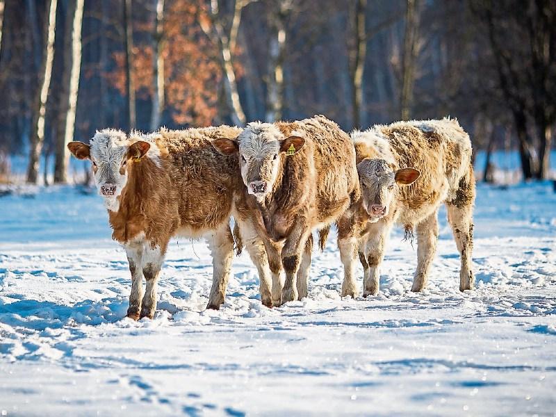 Weather alert: Tipperary people urged by ICMSA to watch out for neighbours and livestock