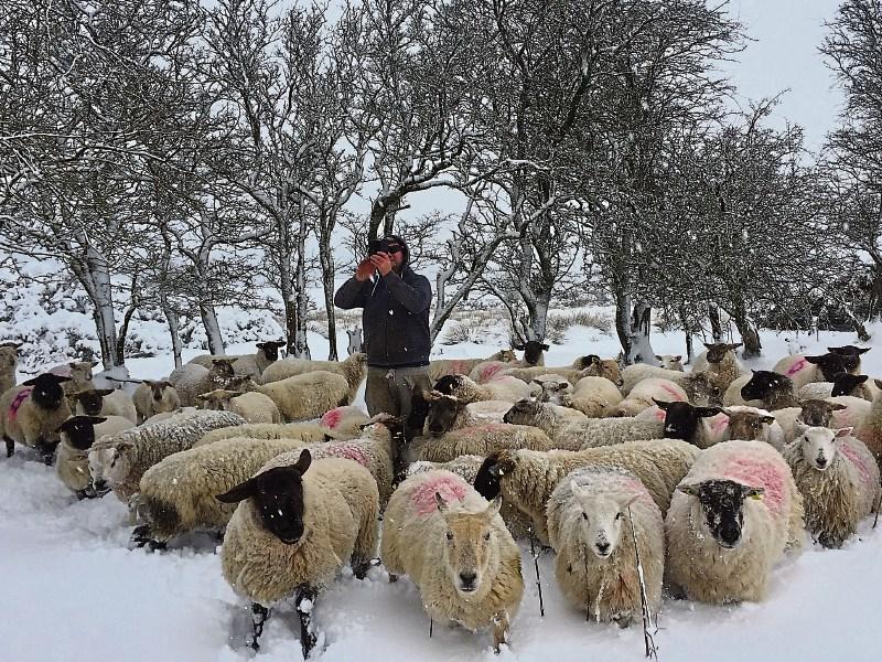 Tipperary sheep farmers face lambing difficulties following Storm Emma