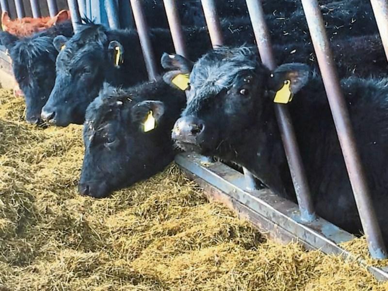 Tipperary farming: fodder is going to be a 'major issue' following Storm Emma