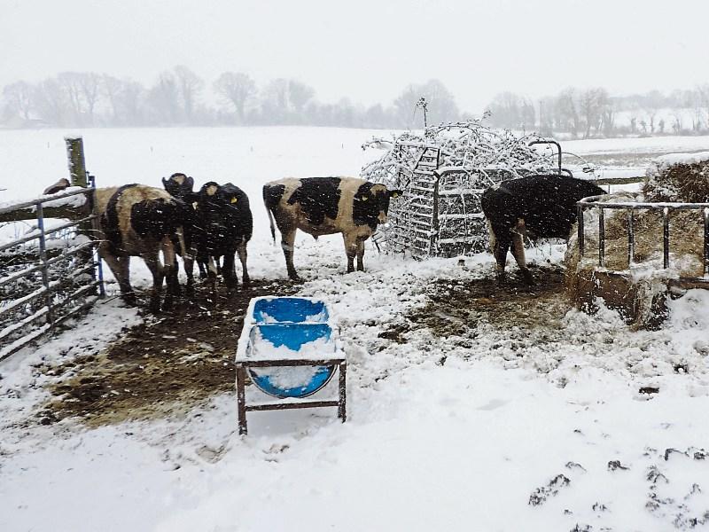 Farmers facing significant losses following Storm Emma