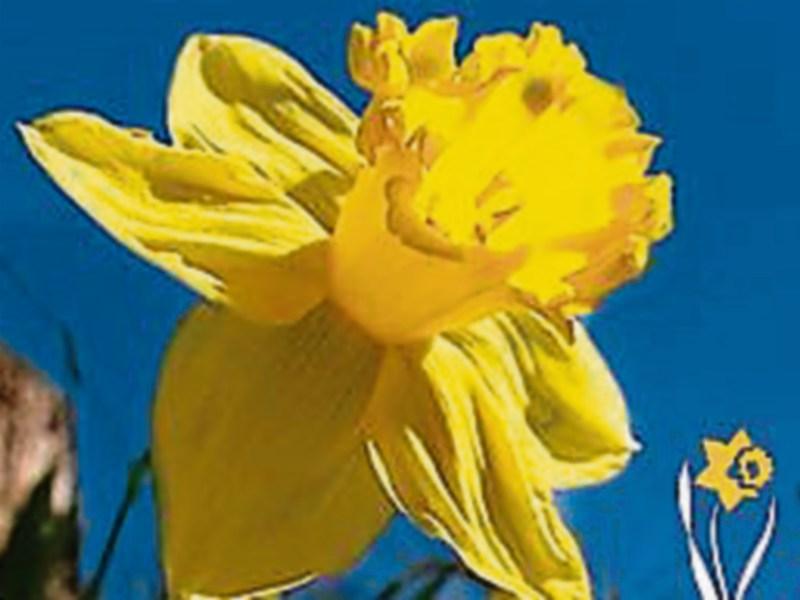 Daffodil Day