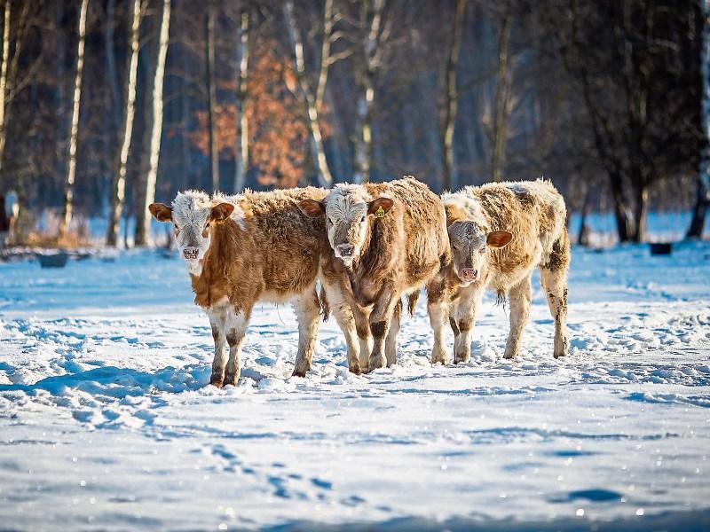 ICMSA highlight farmers’ 'reward' for working through Storm Emma