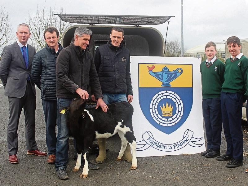Cashel Bóthar calf Moov-ing up to Shelton Abbey