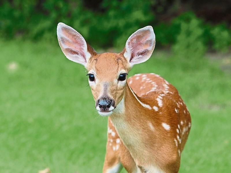 Wandering deer pose a major hazard for motorists in Tipperary
