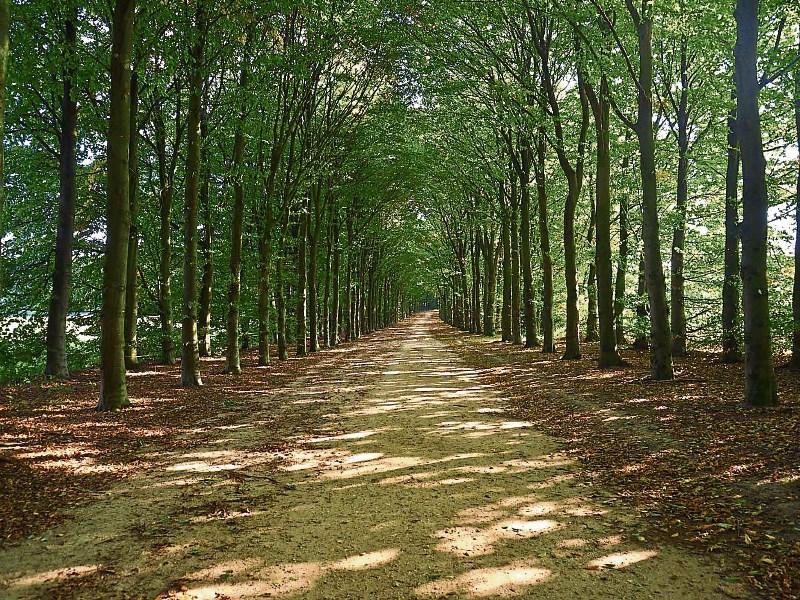 Early management is essential to get the best returns from your forest