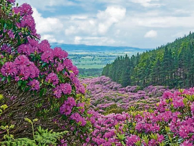 Rhododendron Walking Festival in Knockmealdowns