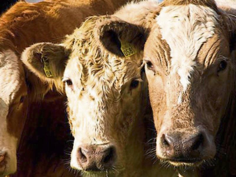 Tipperary farming: Government urged to cut VAT to ease fodder crisis