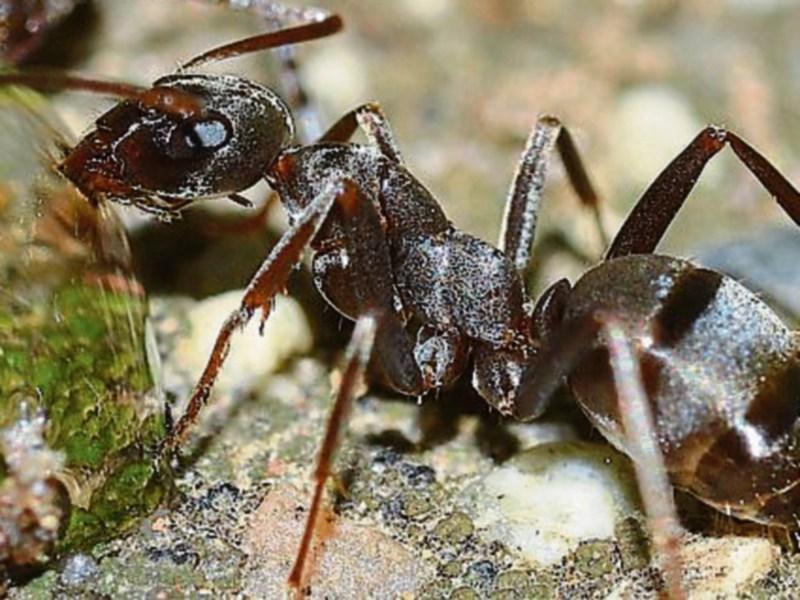 Tipperary is the sixth most ant-infested county in the country