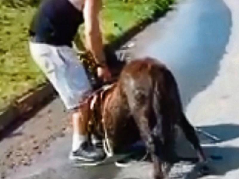 Shocking scenes of horse cruelty in Clonmel