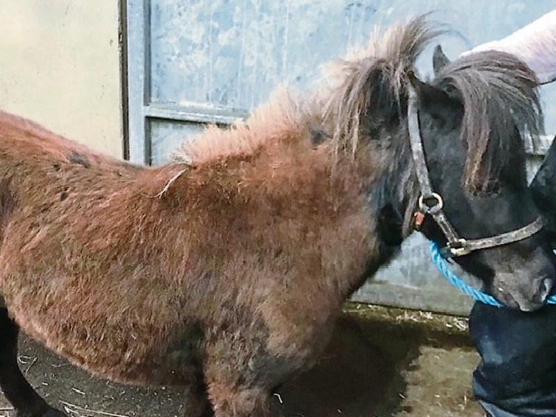 Pony is recovering after Clonmel cruelty incident Tipperary Live