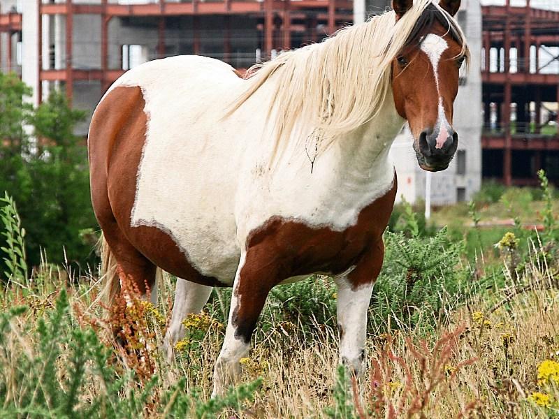 Nenagh's Cllr Hughie McGrath says horses grazing in derelict  gardens