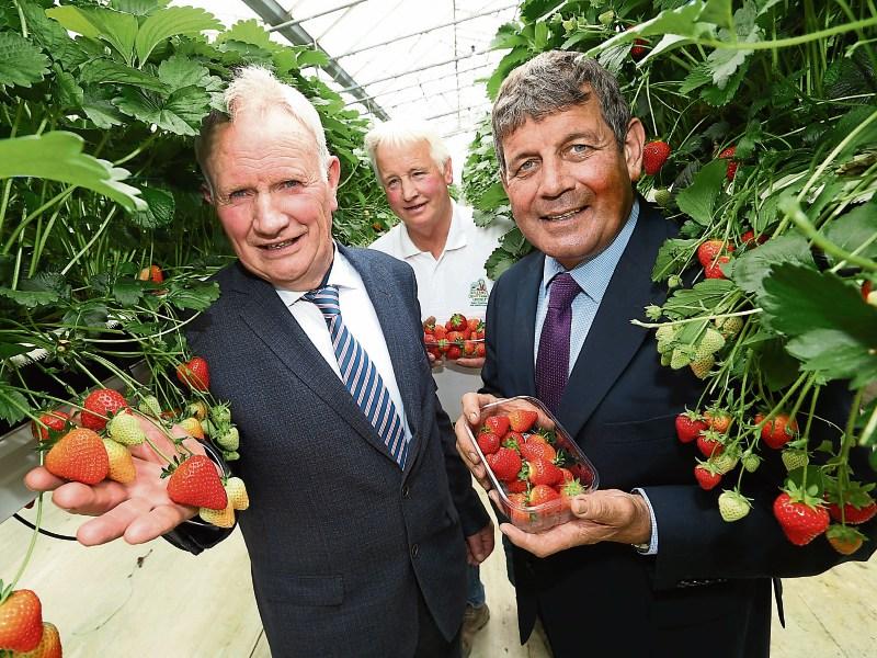 Support Irish producers as we celebrate Strawberry Season!