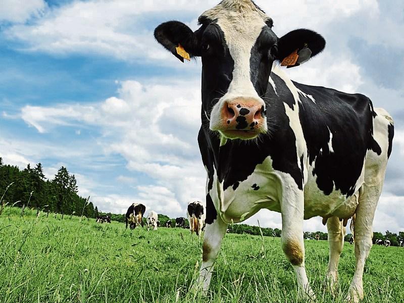 Family dairy farms must be Irish priority