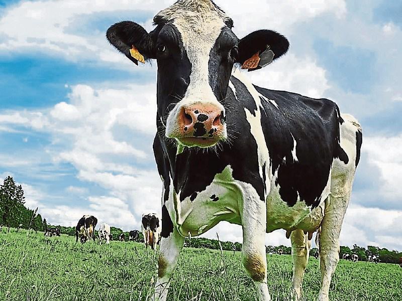 Tipperary farming: ICMSA and IFA look to improved milk price as market improves