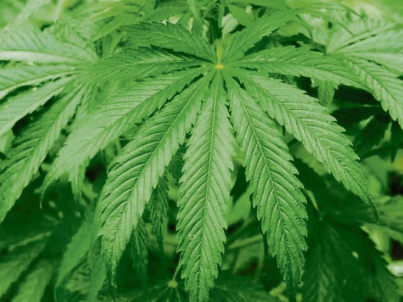 Tipperary court: Cloughjordan man had cannabis plant growing in his back garden