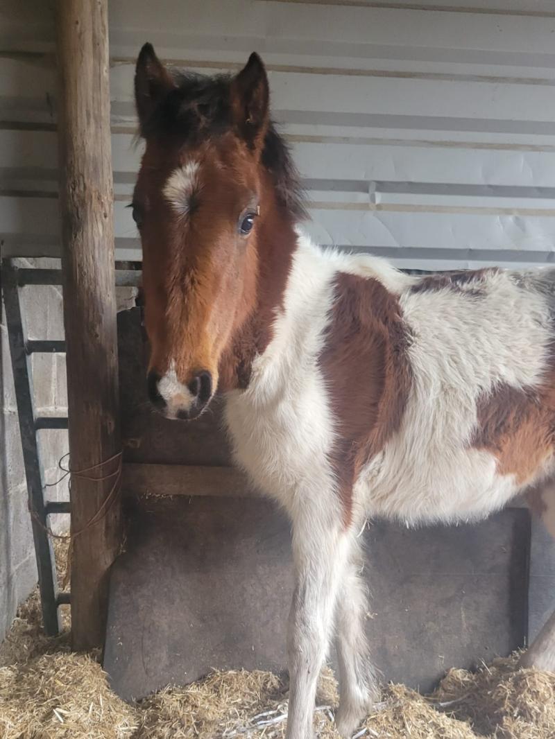 Scenes of dead and starving horses near Thurles are  ‘getting worse’