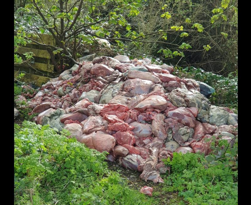 BREAKING: Huge amount of 'raw meat' dumped in rural area of Tipperary