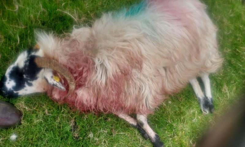 Tipperary council called on to roll out public awareness campaign to help prevent sheep kills by wandering dogs 