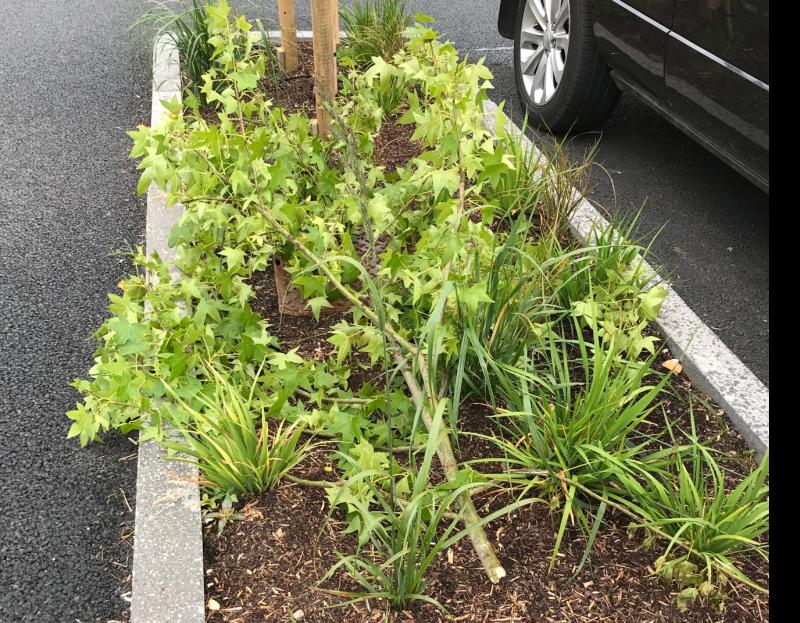 Shock! Vandals again destroy newly-planted trees in Tipperary car park