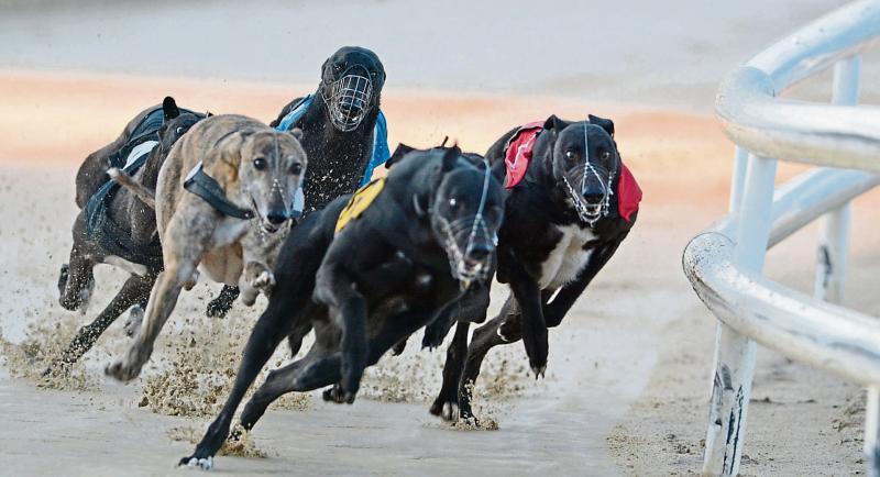 Free admission at Tipperary greyhound racing tracks this weekend