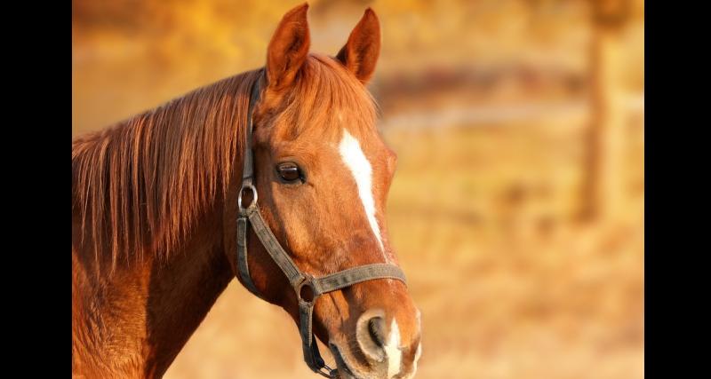 An accident waiting to happen, says Tipperary TD, as motorist collides with loose horse